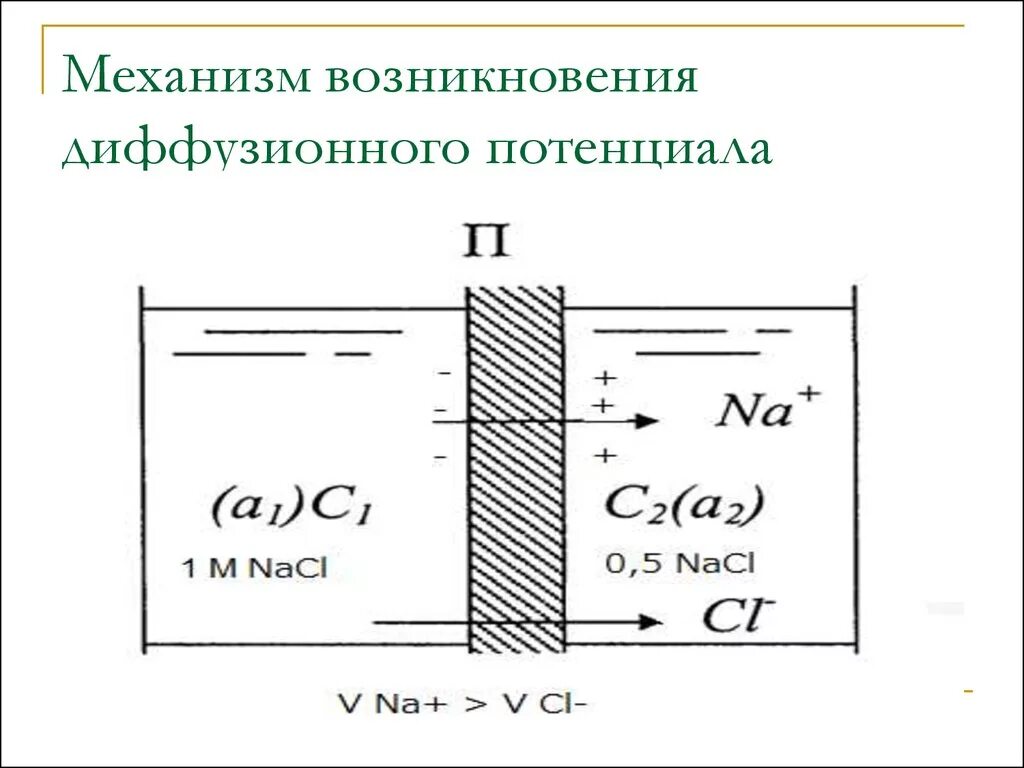Диффузный потенциал механизм его возникновения. Механизм возникновения диффузного потенциала. Диффузионный потенциал. Механизм возникновения диффузионного потенциала. Диффузный потенциал механизм его возникновения.