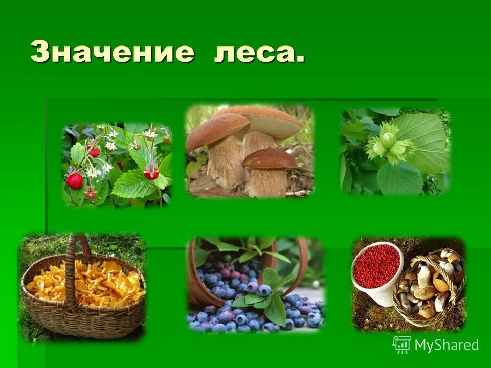 Значение сообщества леса для человека 4 класс. Значение лесов. значение леса. значение лесов для человека. значение зоны лесов для человека.