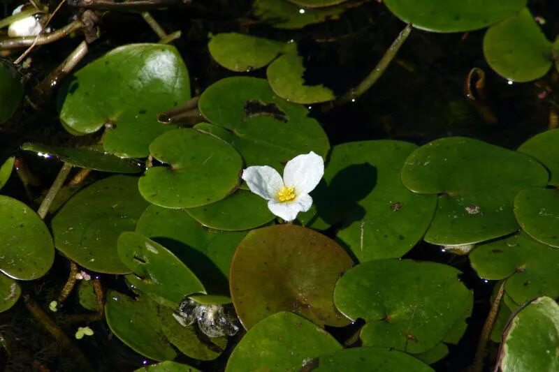 Водокрас обыкновенный. Водокрас Лягушачий (Hydrocharis morsus-Ranae). Водокрас аквариумный. Водокрас Лягушачий Водокрасовые.