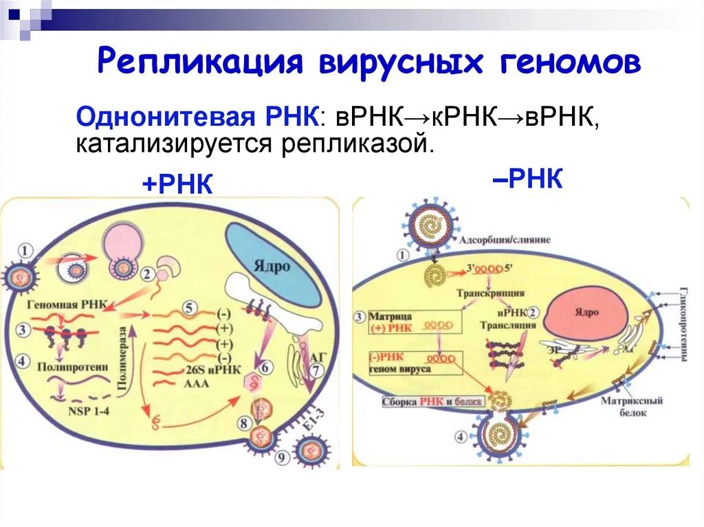 Репликация РНК вирусов схема. Плюс однонитевые РНК вирусы. Репликация ДНК содержащих вирусов схема. Репродукция вирусного генома РНК.