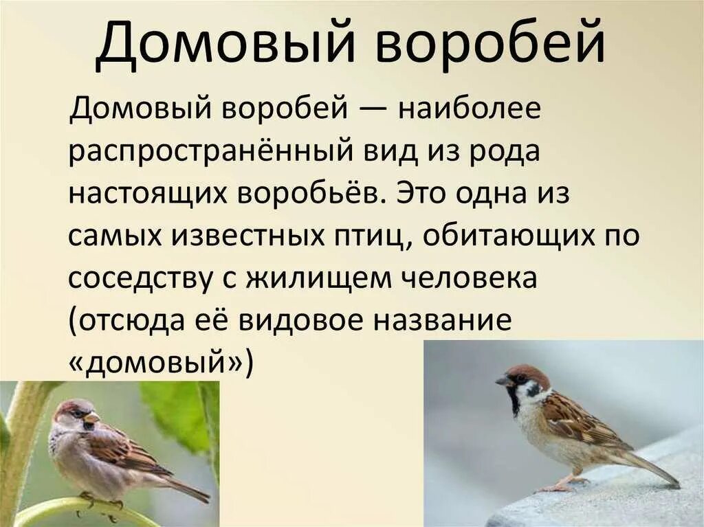 Домовой Воробей. Домовой Воробей описание. Воробей описание птицы. Описание воробья.