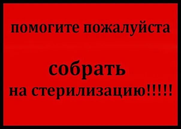 Родители отправили дочь на стерилизацию. Помогите на стерилизацию. Сбор на стерилизацию. Помогите собрать на стерилизацию. Помогите собрать на стерилизацию собаки.