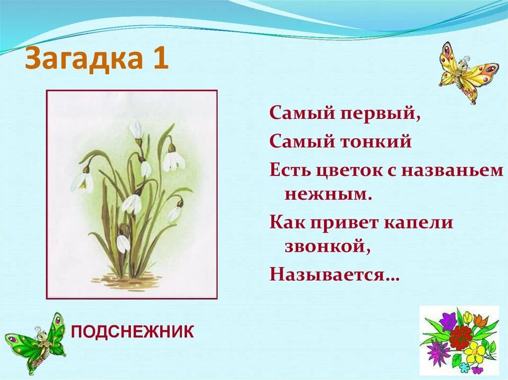 Загадка про Подснежник. Загадки про первоцветы. Девиз подснежники. Загадка про подснежник для детей