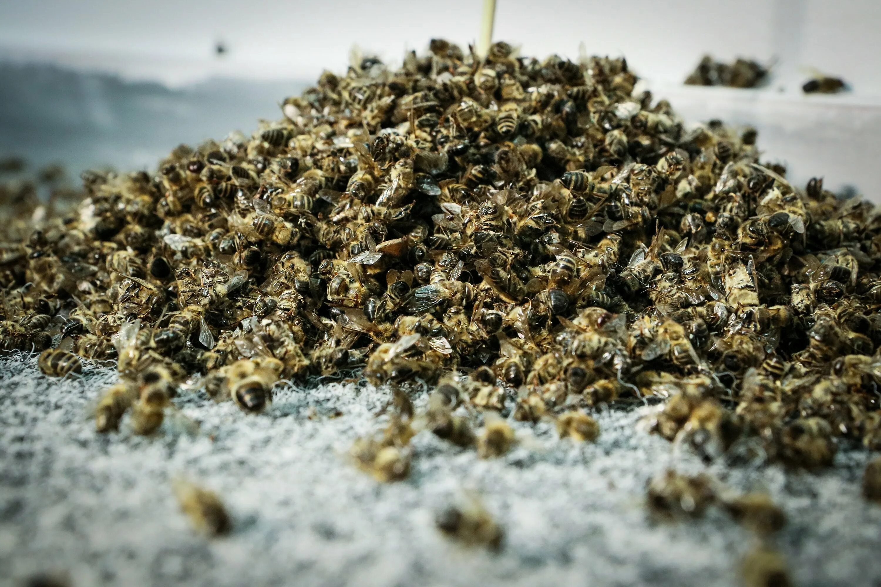 Массовое уничтожение как называется. Продукты пчеловодства :пчелиный подмор. Подмор пчелиный, 1кг. Пчелиный подмор молотый. Подмор пчелиный 20% 50 мл.