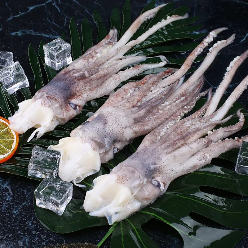 Как выглядит замороженный кальмар Кальмар Купить сушеные морепродукты оптом