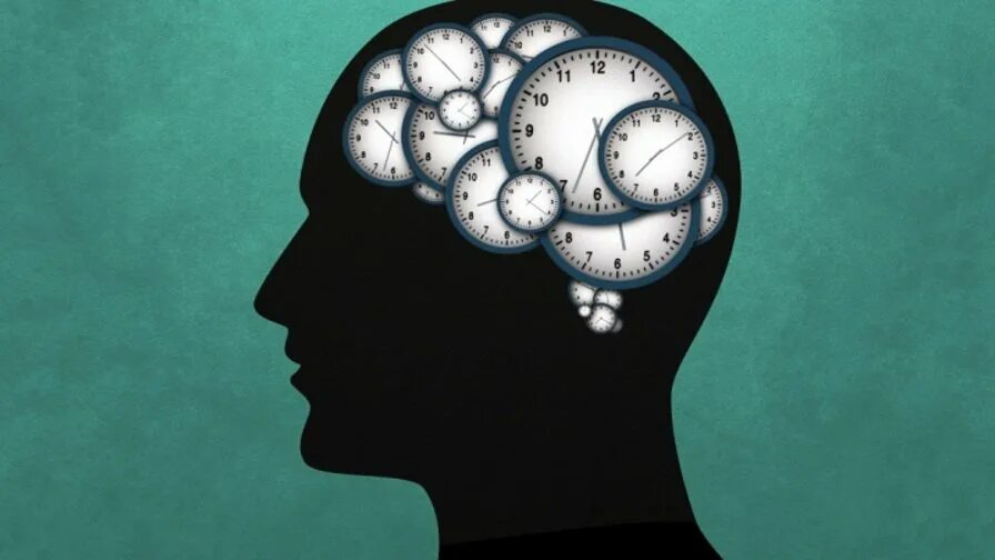 Центр времени в мозге. Биологические часы биоритмы. Восприятие мозга.