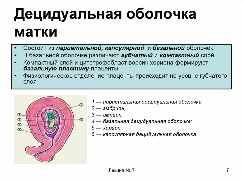 Децидуальная ткань гистология. Децидуальная оболочка плаценты. Строение плаценты децидуальная оболочка. Децидуальная оболочка плаценты губчатый слой. Децидуальная эндометрия