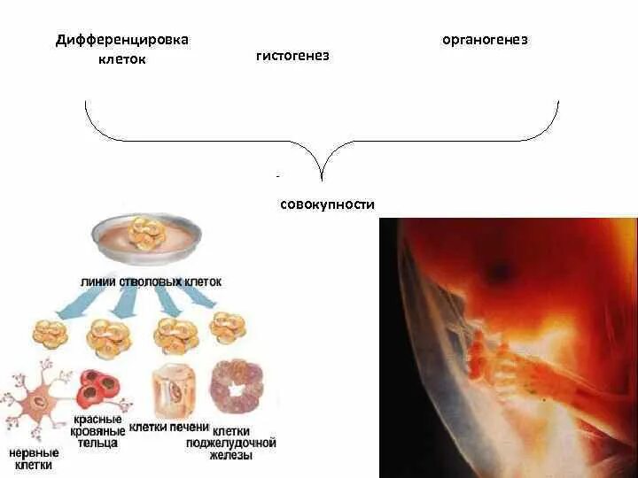 Гены онтогенеза. Дифференцировка клеток в онтогенезе. Дифференциация клеток. Презентация дифференцировка клеток. Процесс дифференциации клеток.