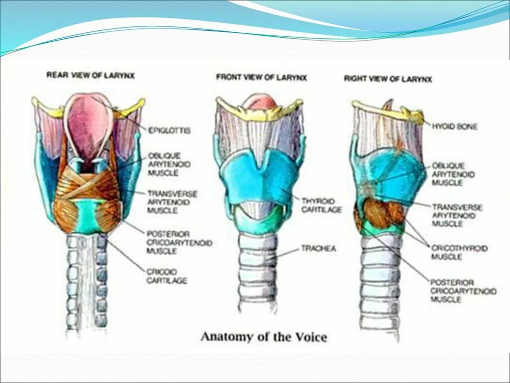 Гортань впр. Клиновидный хрящ гортани. Клиновидный хрящи гортани анатомия. Клиновидный хрящ cartilago cuneiformis. Черпаловидный хрящ гортани анатомия.