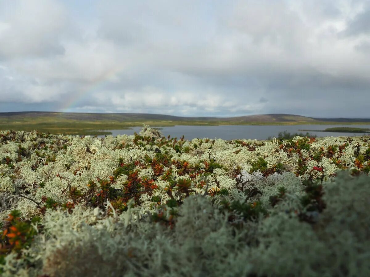 Арктическая Мохово-лишайниковая тундра. Арктическая тундра на острове Врангеля. Тундра Мохово-лишайниковая растительность. Правда тундры