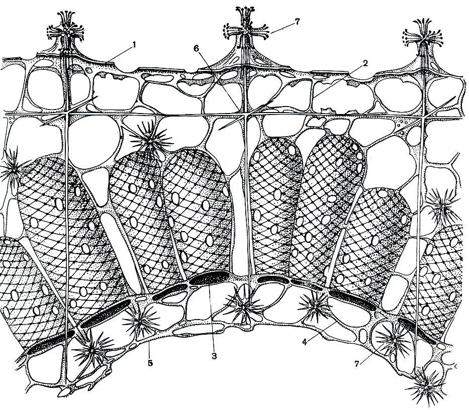 Шестилучевые губки представители. Стеклянные губки (Hyalospongia). Стеклянные губки строение. Строение скелета губок.