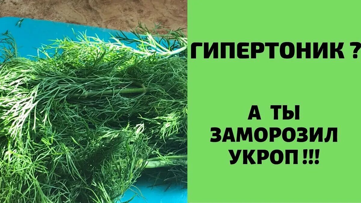 Укроп на английском. Укроп польза. Укроп повышает давление или снижает. Укроп ты свое заработал картинки. Укроп кровь