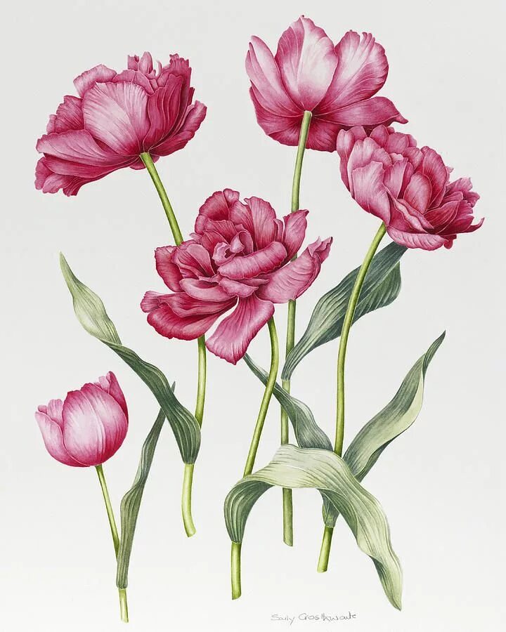 Tulipa Botanical цветок. Пьер-Жозеф редуте тюльпаны. Тюльпан Ботаническая акварель. Botanical Mix тюльпан. Тюльпан ботаника