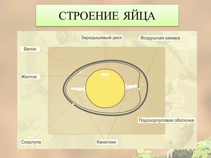 Строение яйца птицы. Рис.166 строение яйца. Строение куриного яйца. Структура куриного яйца. Значение яйца птицы