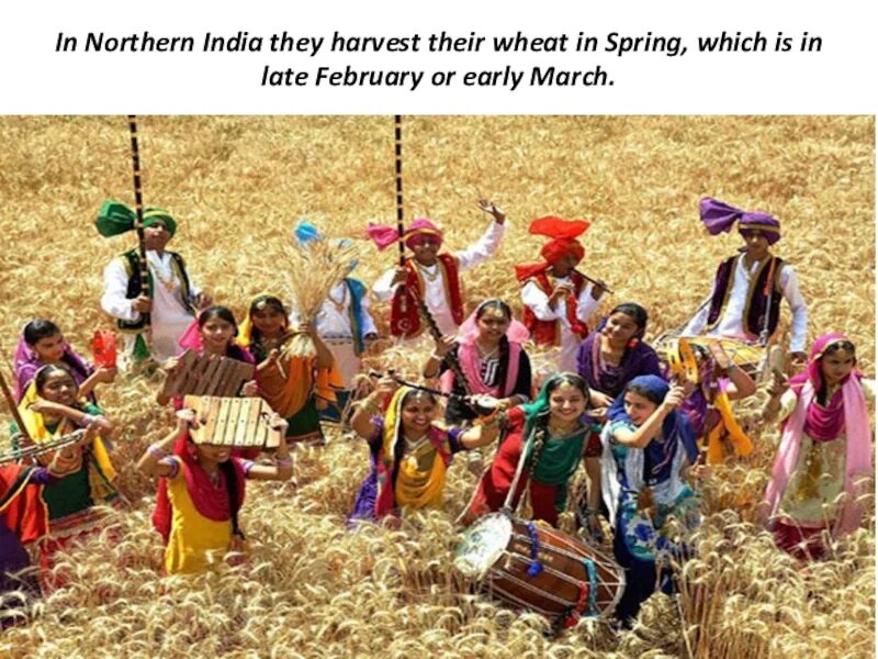 Байсакхи праздник. Вайсакхи праздник в Индии. Harvest Festival in India. Hindu Harvest. In northern india they harvest their wheat