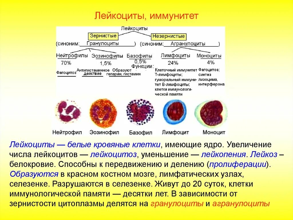 Зрелый эритроцит собаки сколько хромосом. Базофилы эозинофилы моноциты функции. Нейтрофилы,базофилы, эозинофилы строение и функция. Строение лейкоцитов схема. Клеточный иммунитет осуществляют форменные элементы крови.