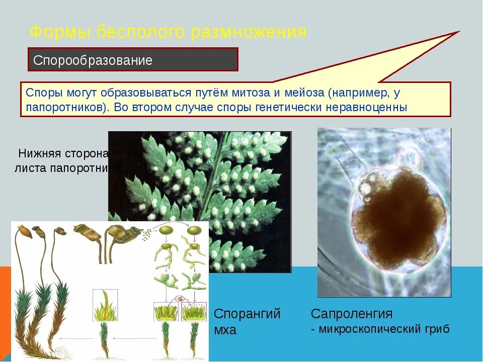 Образование спор грибов митоз. Споры папоротника образуются митозом. Споры это бесполое размножение. Спорообразование мейоз. Мейозом делятся споры