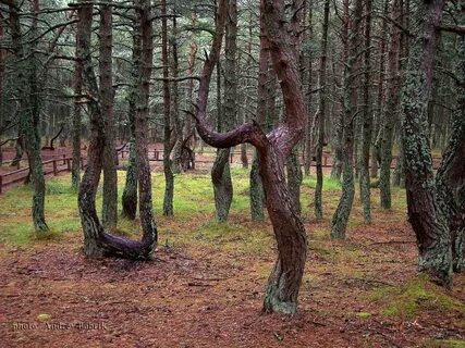 Калининградская область какие леса