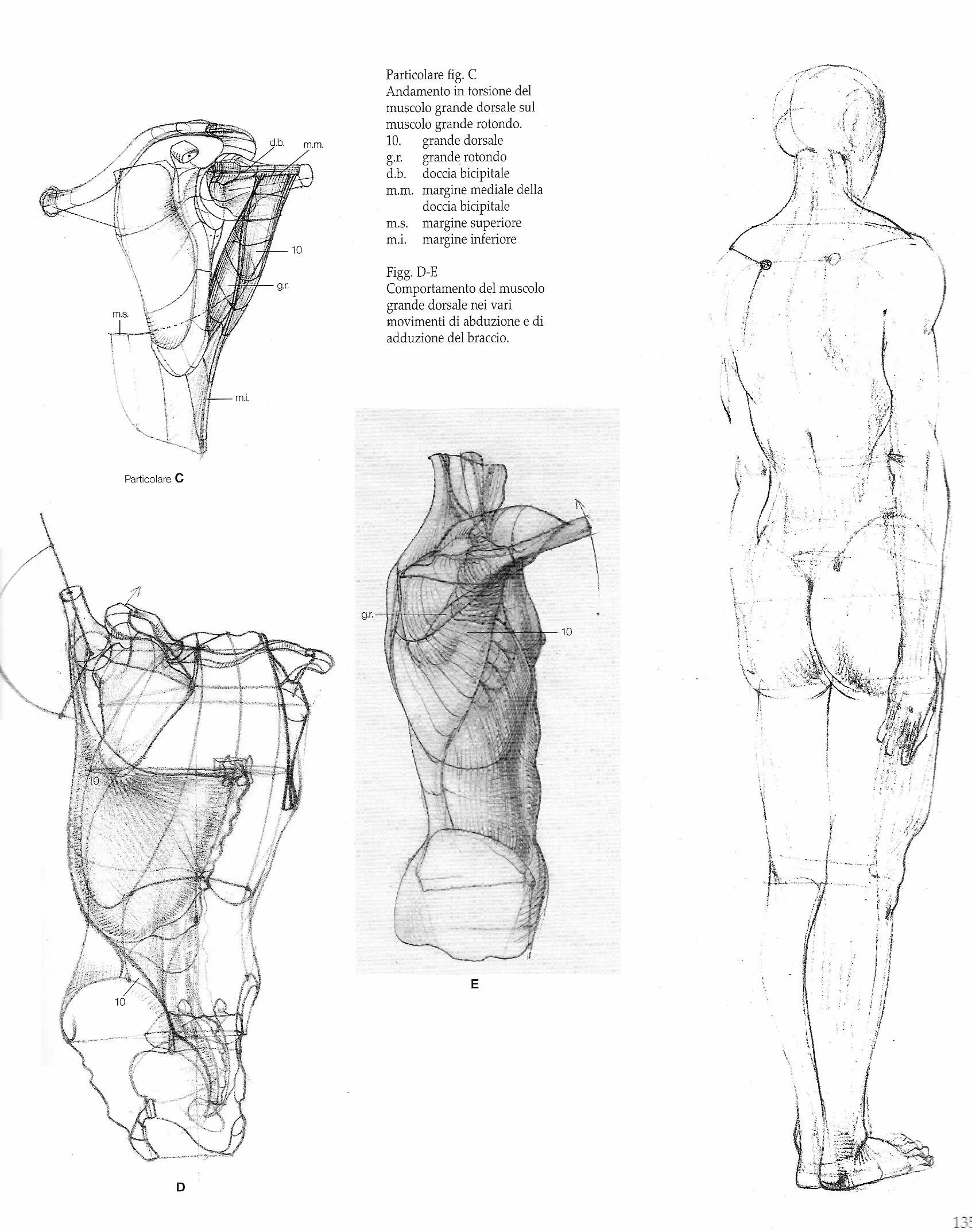 Фигура человека анатомия. “Изображение фигуры человека”, Готфрид Баммес. Анатомия человека Баммес. Готтфрид Баммес Наброски. Готфрид Баммес пластическая анатомия.