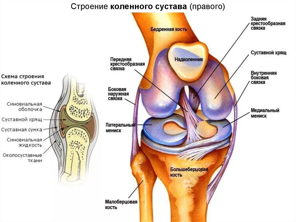 Мениски коленный сустав анатомия человека. Разрыв передней крестовой связки коленного сустава. Анатомия коленного сустава мыщелки. Внутрикапсульные связки коленного сустава. Разрыв связок коленного сустава презентация.