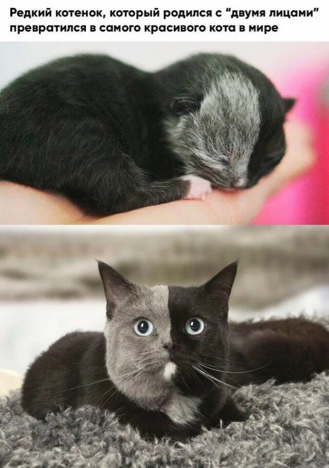 Включи какие то котики. Редкие котята. настоящие котики. необычные коты. самые редкие котята.