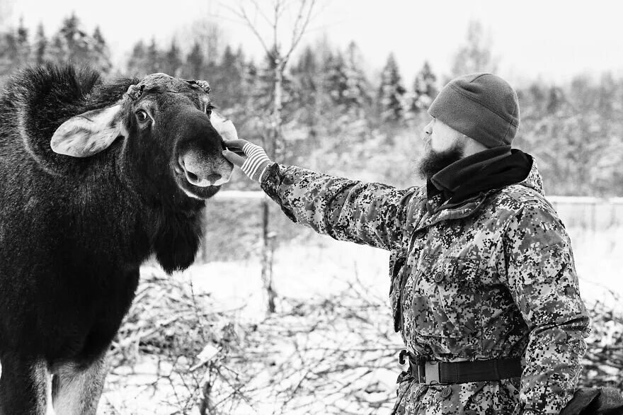 Спас лося. Седой Лось.