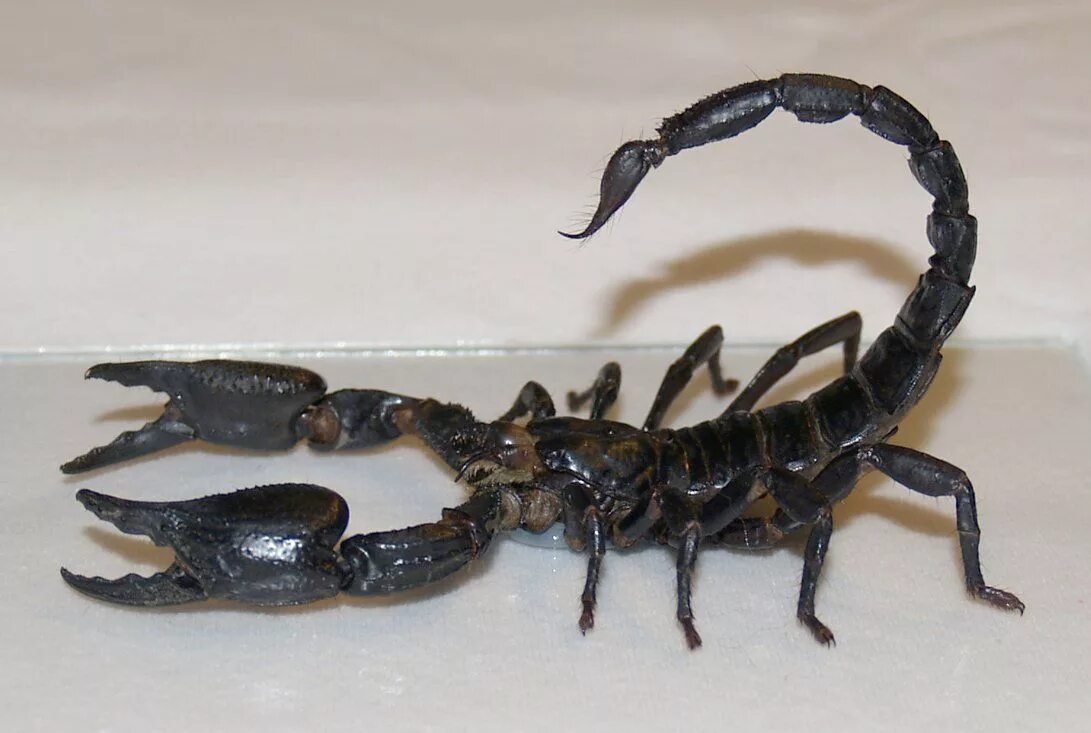 Animals scorpions. Heterometrus cyaneus. Скорпион. Кованый Скорпион. Скорпион картинки.