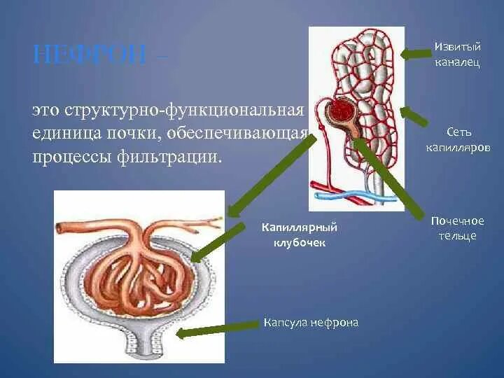 Какая кровь в капиллярном клубочке нефрона. Капсула нефрона и извитой каналец. Капиллярный клубочек нефрона. Строение капиллярного клубочка нефрона. Капсульный клубочек капсула нефрона.