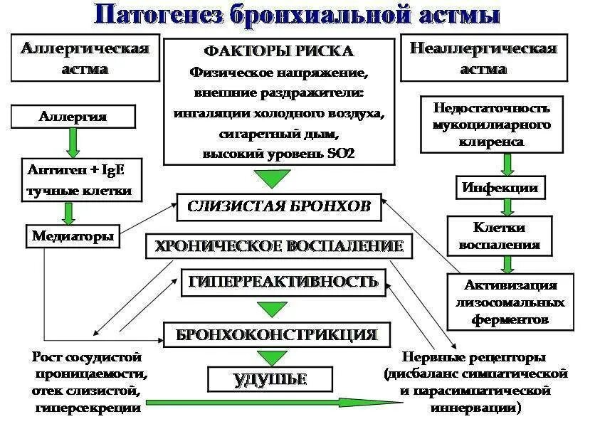 Схема бронхита. Бронхиальная астма этиология схема. Механизм возникновения приступа бронхиальной астмы. Механизм развития приступа бронхиальной астмы. Патогенез бронхиальной астмы схема.