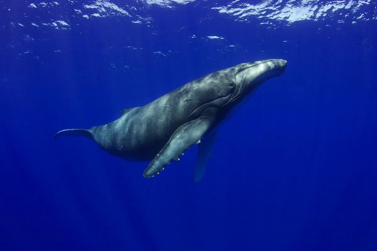 Красный кит животное