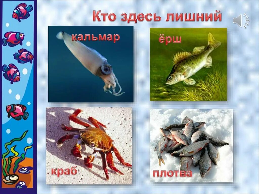Кто такие рыбы 1 класс окружающий мир. Рыбы презентация 1 класс. Рыбы 1 класс школа России. Рыбы окружающий мир 1 класс школа. Кто такие рыбы.