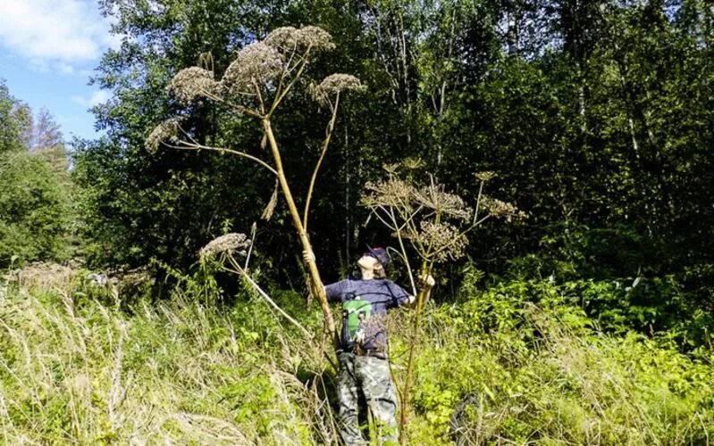 Heracleum борщевик. Ядовитый борщевик сосновского. Борщевик сосновского ядовитое растение. Гигантский борщевик сосновского. Борщевик сосновского ядовитое растение.