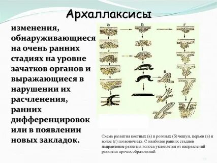 Развитие роговых чешуй