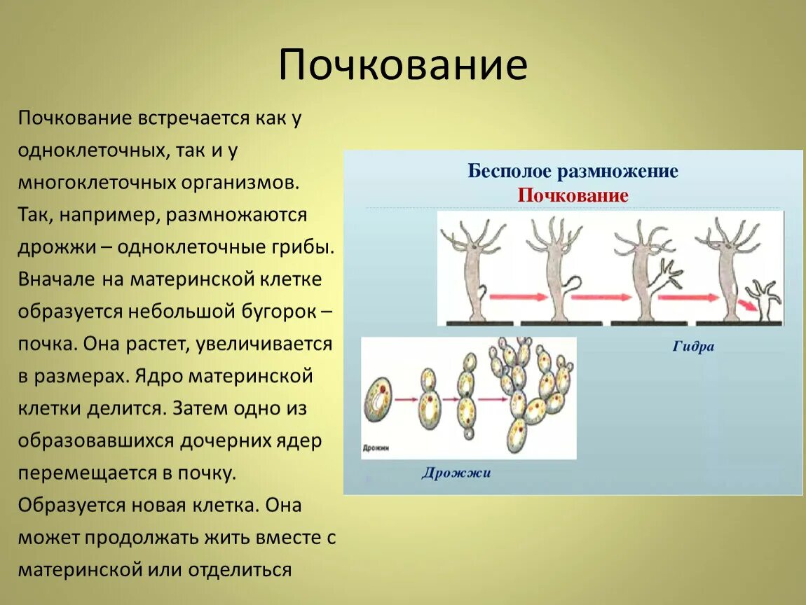 Грибы размножаются почкованием. Вегетативное размножение почкование. Почкование это в биологии 5 класс. Бесполое размножение 6 класс биология гидра почкование. Размножение путем спор