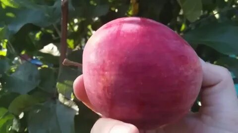 Яблоня орловская отзывы