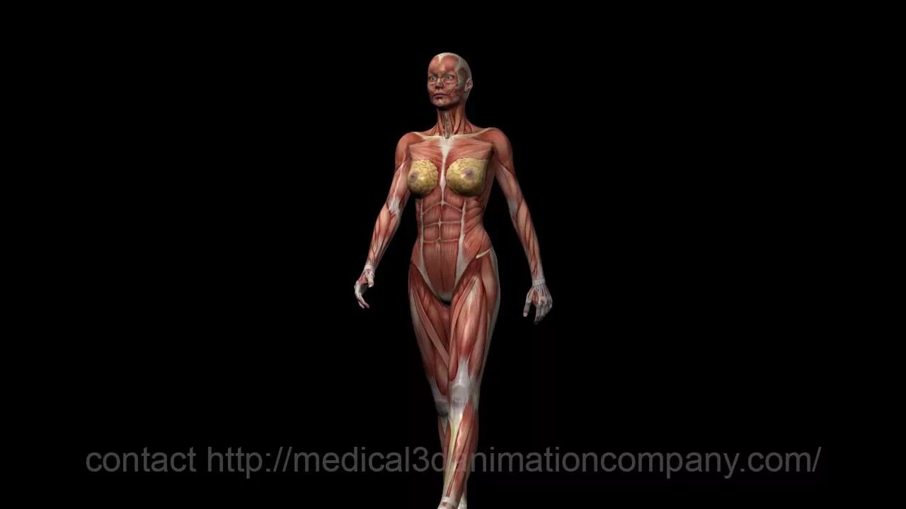 Human body visualizer