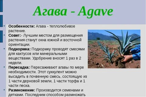 Особенности внешнего строения алоэ