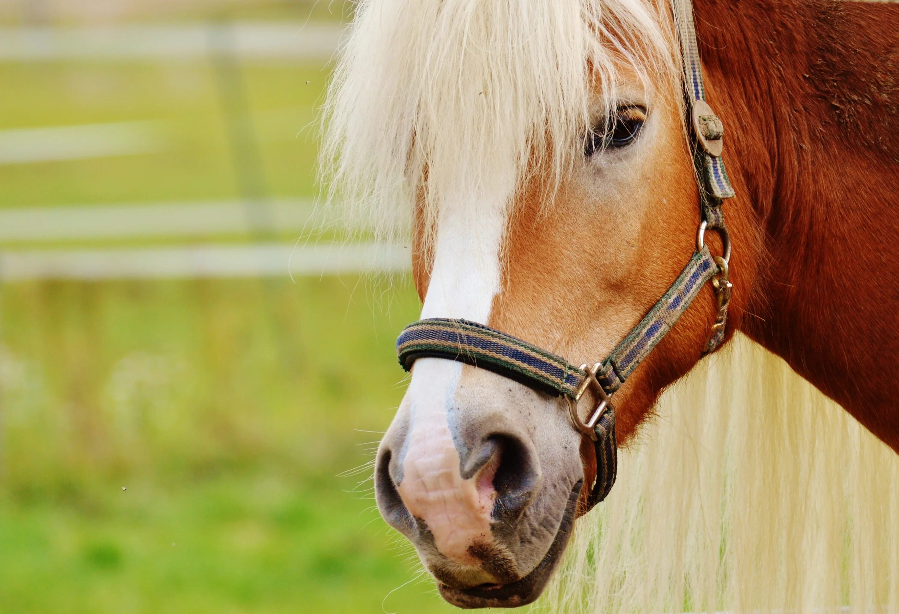 A horse is an animal. Коричневая лошадь. Морда лошади. Пристяжная лошадь. Светло коричневая лошадь.