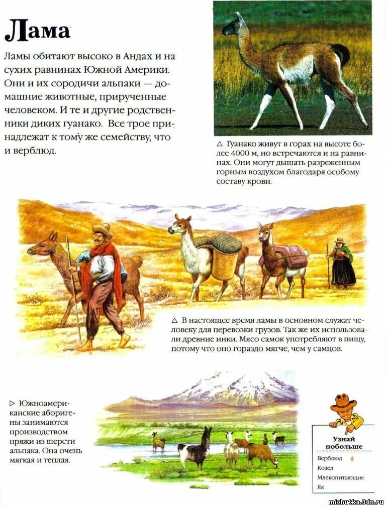 доклад про ламу. лама животное описание. лама альпака гуанако викунья. лама животное описание. лама животное описание.