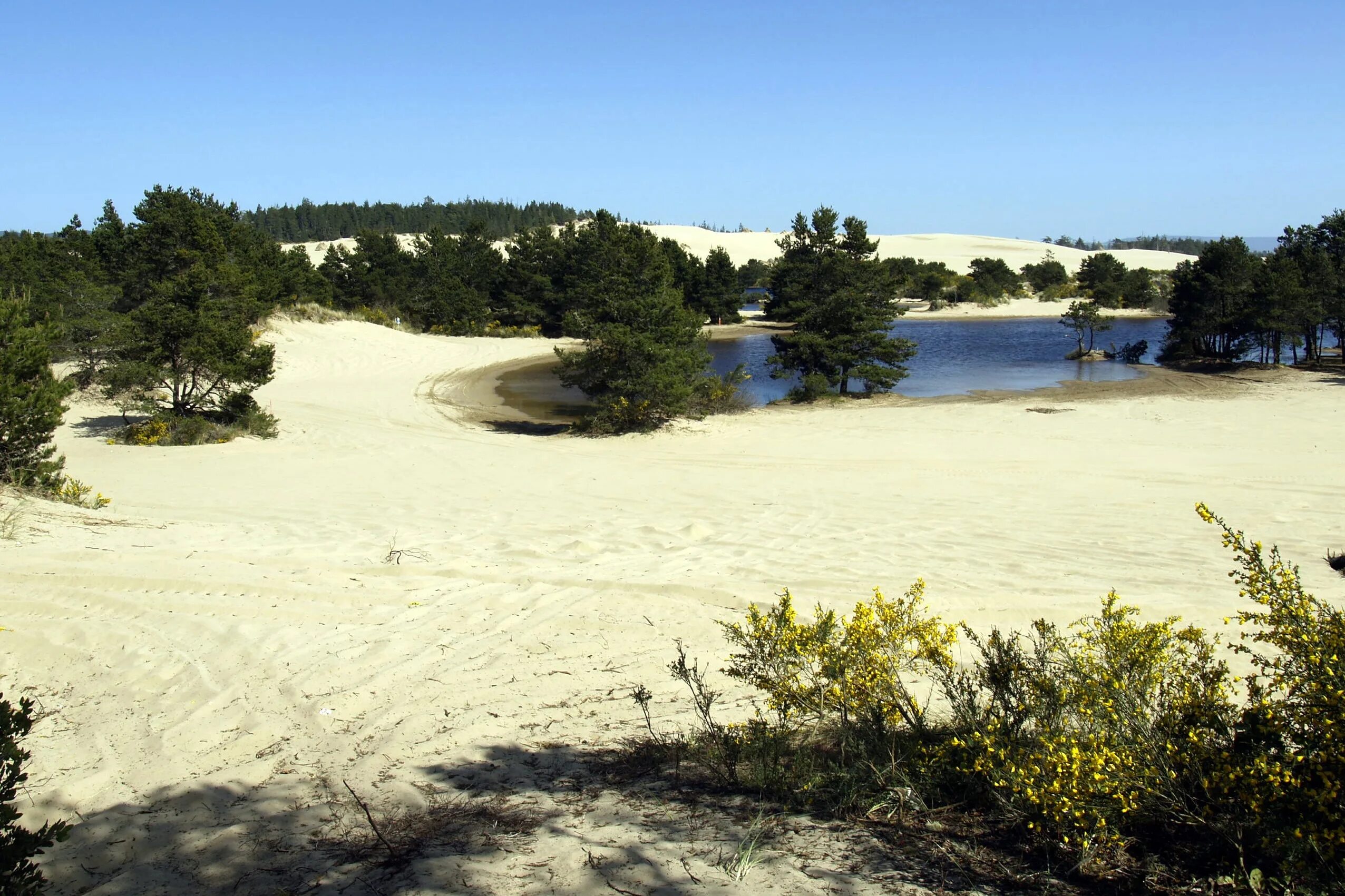 Пески Орегон-Дьюнс. Орегон песчаные дюны. Пляж Соколова пустынь Ока. Соколова пустынь пляж.