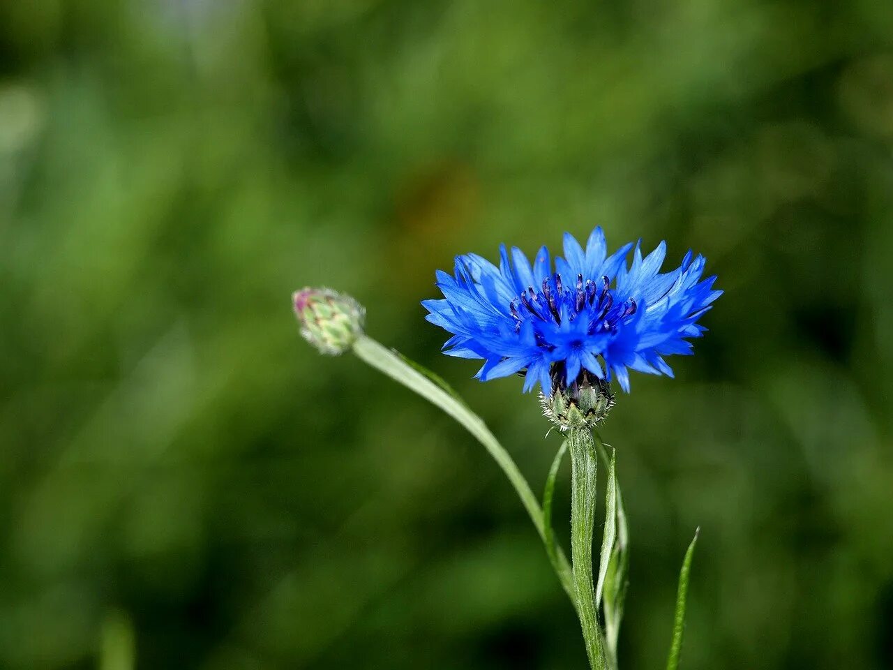 Е василек. Медонос Василек шероховатый. Василек синий (Centaurea cyanus). Василек полевой. Василек гребенчатый.