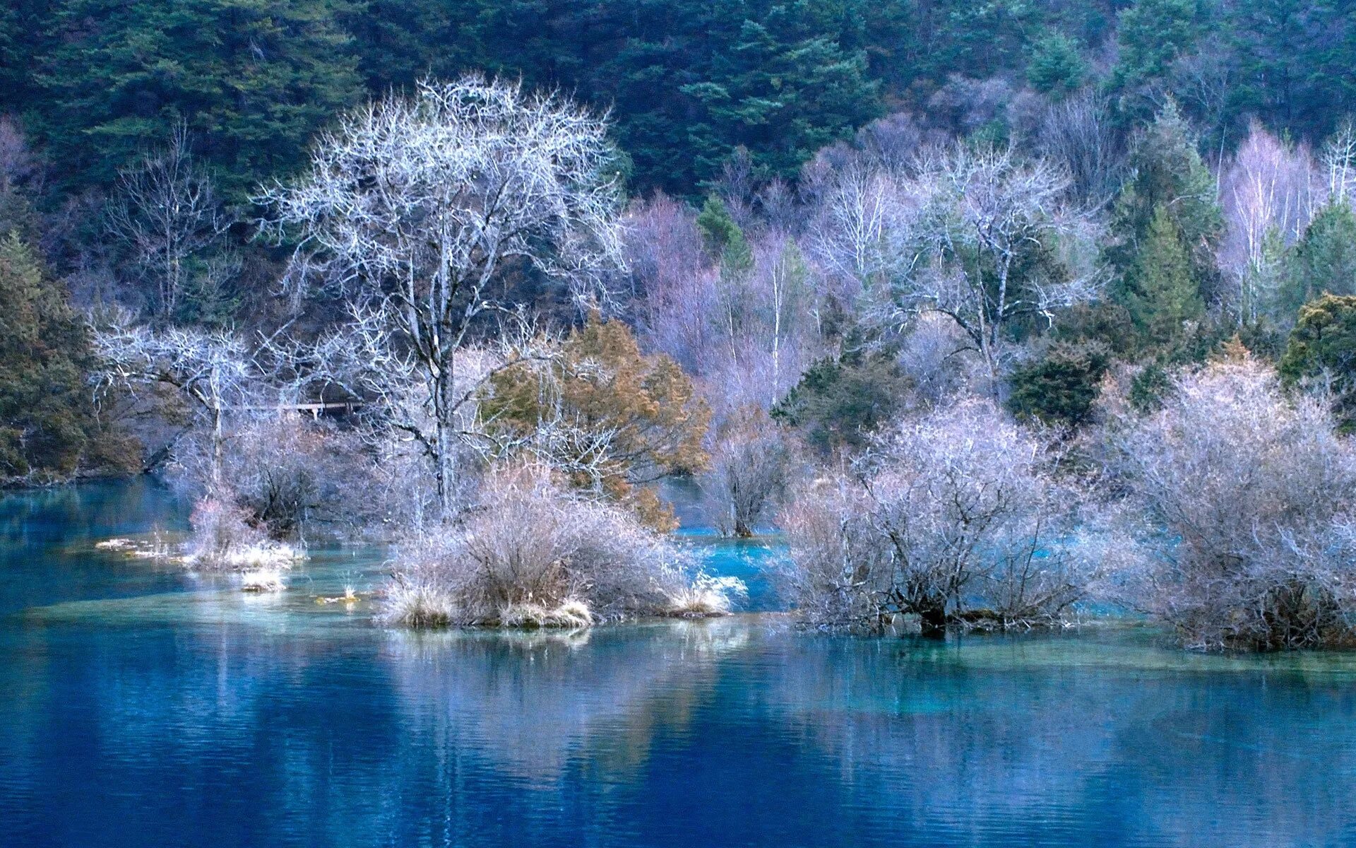 Заставка ноябрь. Красивая голубая природа. Зима в Японии. Дерево в воде зимой. Природа в ноябре самый шикарный.