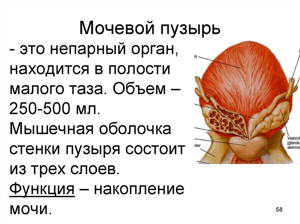 Мочевой пузырь выполняет функцию. Мочевой пузырь строение и функции. Функции мочевого пузыря анатомия. Строение функционирования мочевого пузыря. Мочевой пузырь строение и функции анатомия.