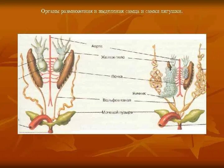 Женская половая система животных. Органы размножения самки коровы. Топографическая анатомия органов размножения самцов. Строение органов размножения самок. Половая система самца лягушки.