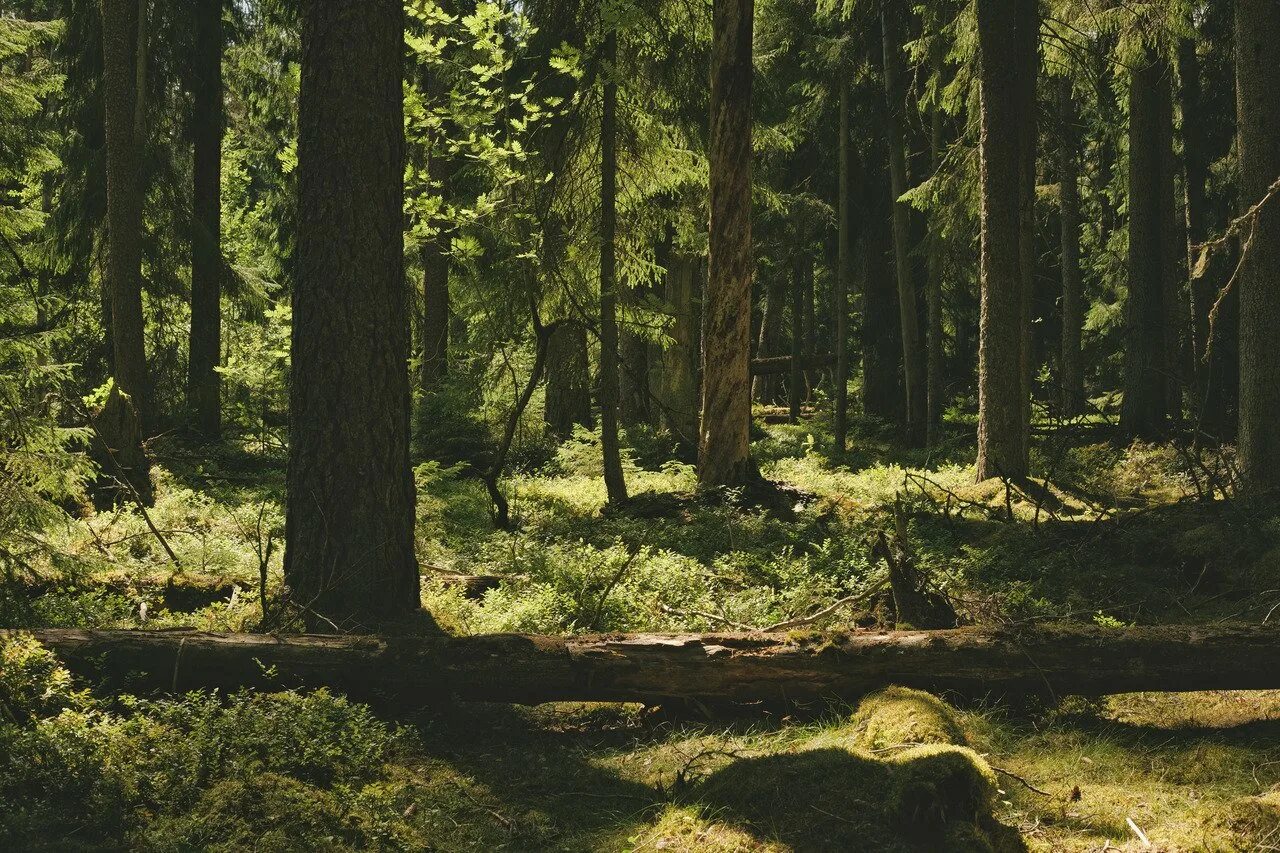 Густой лес. Густые леса Украина. Лес из пинтереста. Густой лес фото.