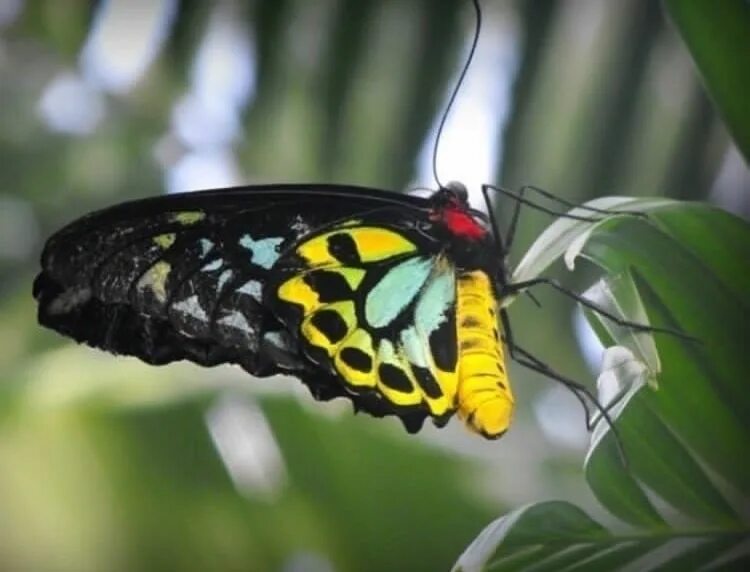 mariposa alas de pajaro Alas de pájaro, Alas, Pinturas mexicanas