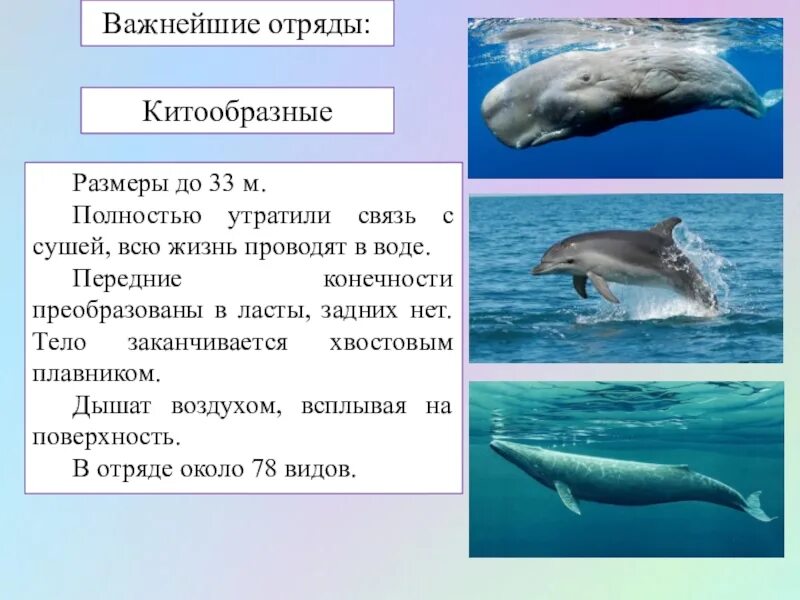 Кит относится к группе. Отряд китообразные (Cetacea). Отряды млекопитающих китообразные. Характеристика отряда китообразные кратко. Китообразные 7 класс биология представители.