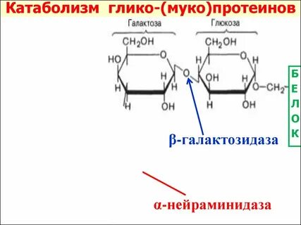 Альфа галактозидаза