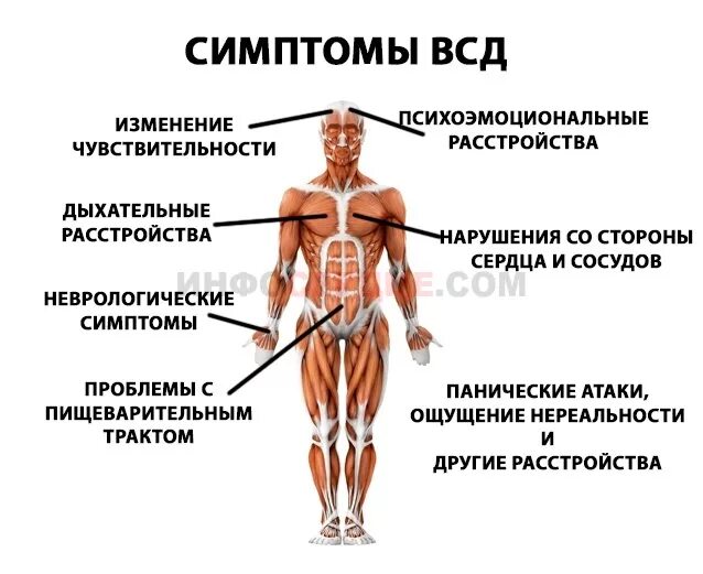 Всд болит. Вегетососудистая дистония симптомы. Вегетативно сосудистая дистония симптомы. Дистония сосудов симптомы. Вегетососудистая дистония клиника симптомы.