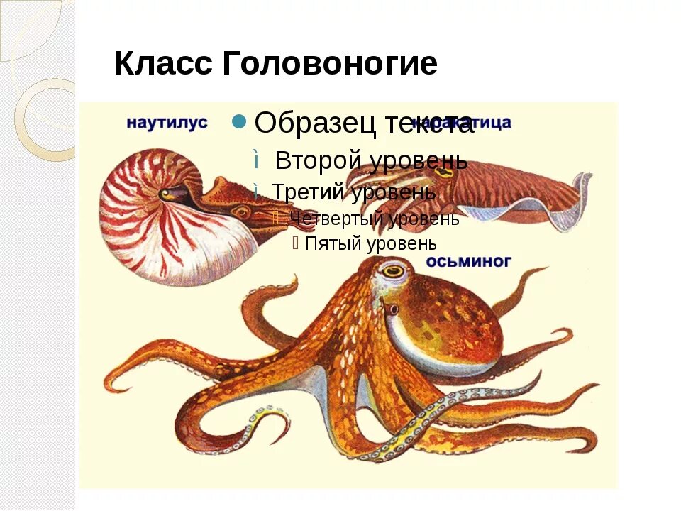 Кальмар и осьминог отличие. Класс головоногих моллюсков. осьминог наутилус кальмар представители класса головоногие. пищеварительная система головоногих моллюсков. представитель класса моллюсков головоногих.